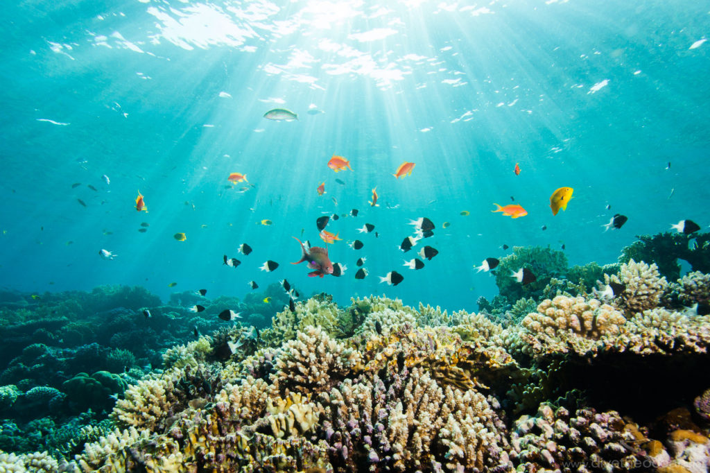 Coral Gardens BelizeUniqueSeaAdventures Tour Guide