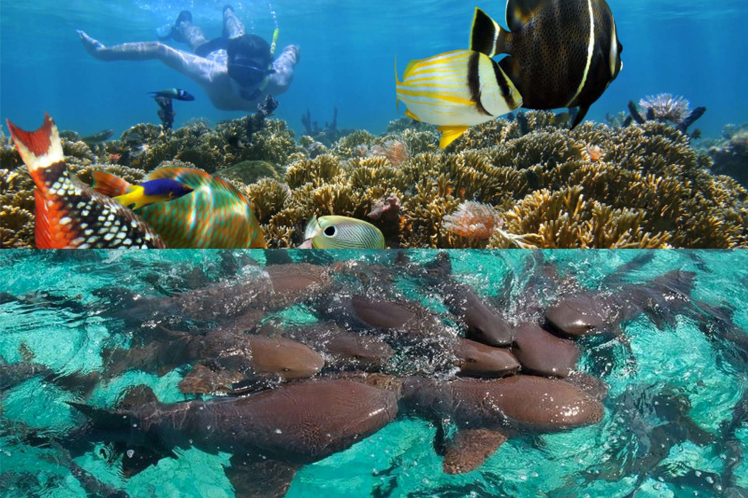 Holchan Marine Reserve BelizeUniqueSeaAdventures Tour Guide