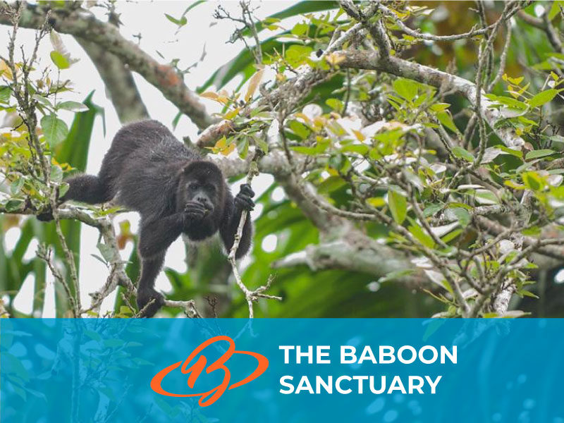 The Baboon Sanctuary in Belize